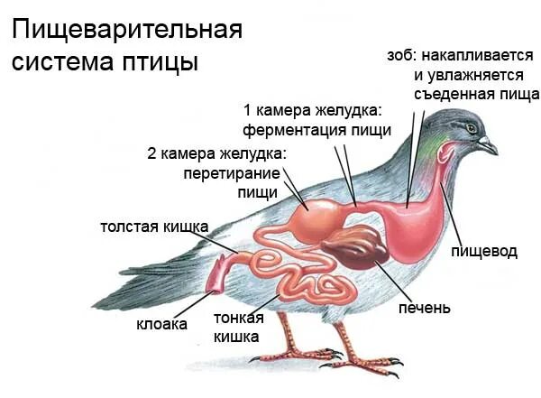 Пищевод зоб. Строение пищеварительной системы голубя. Пищеварительная система птиц птиц. Строение пищеварительного тракта птиц. Строение пищеварит системы у птиц.