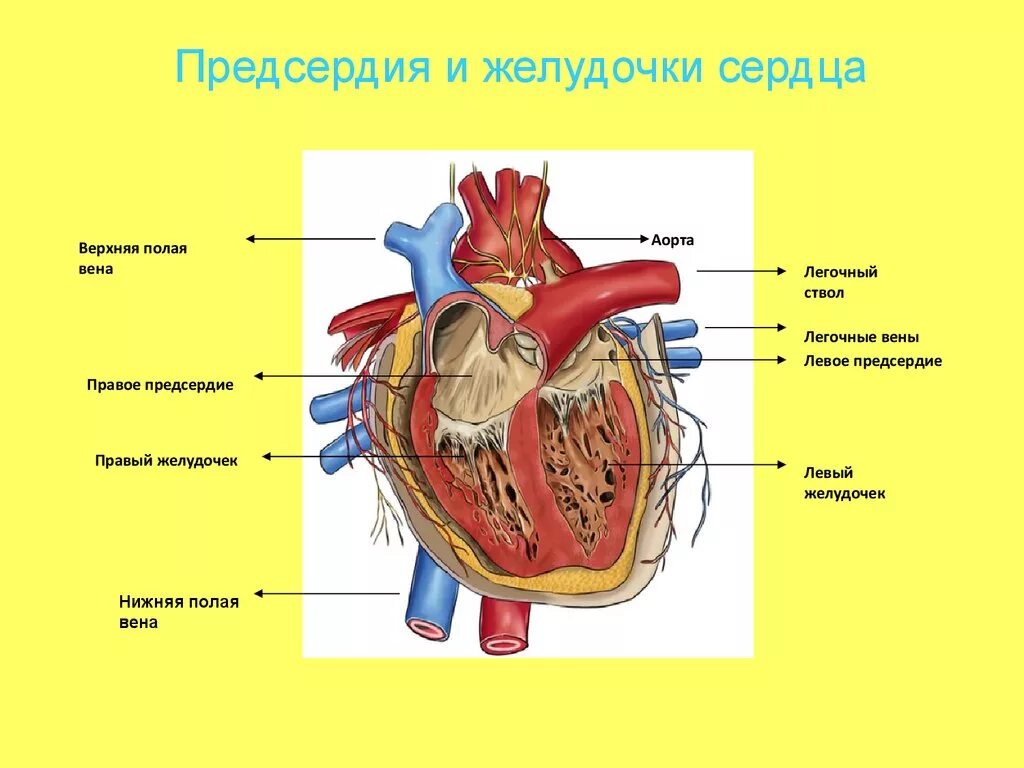 Предсердие желудка