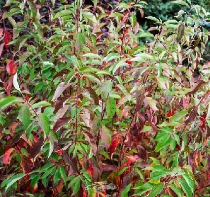 Гном. Дерен белый (cornus alba `red gnome`). Дерен белый red gnome. Дерен белый red gnome. Дерен белый регнзам.