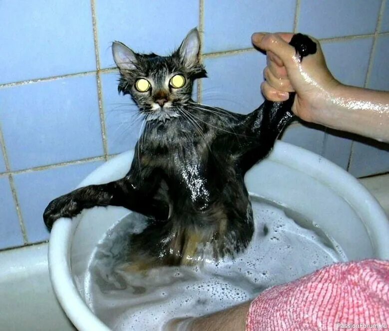 После мытья кошки. Кот в тазике. Кошка Купае. Котенок купается. Мытые кошки.