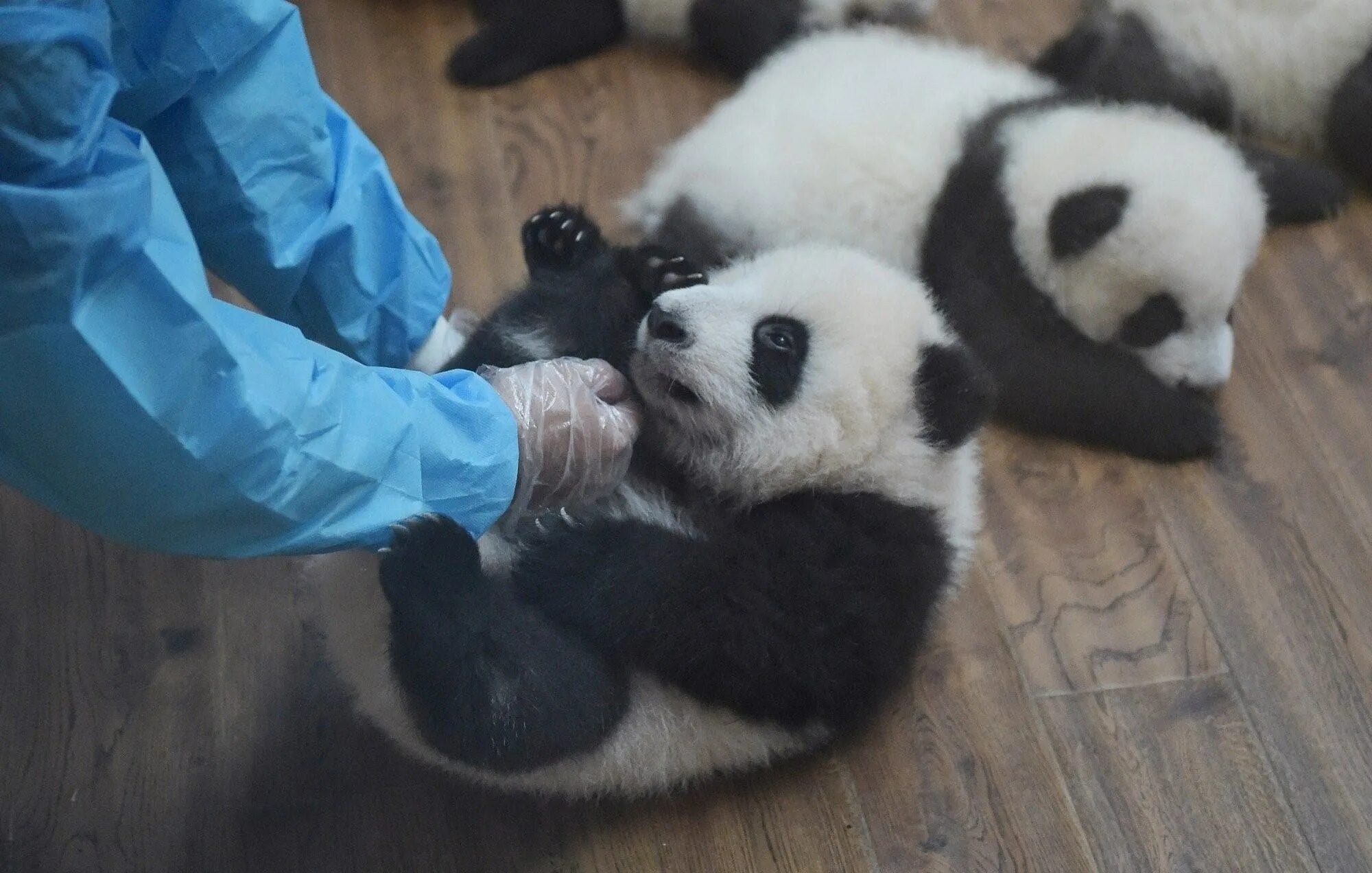 Панда детеныш москва. Заповедник панд в Чэнду. Обниматель панд центр в Китае. Младенец панды. Панда с детёнышем.