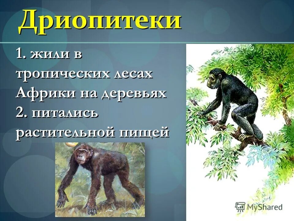 1 дриопитек