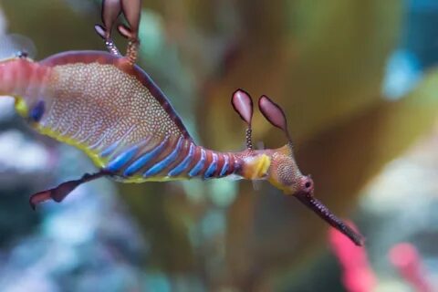 Seadragon Exhibit - New England Aquarium.