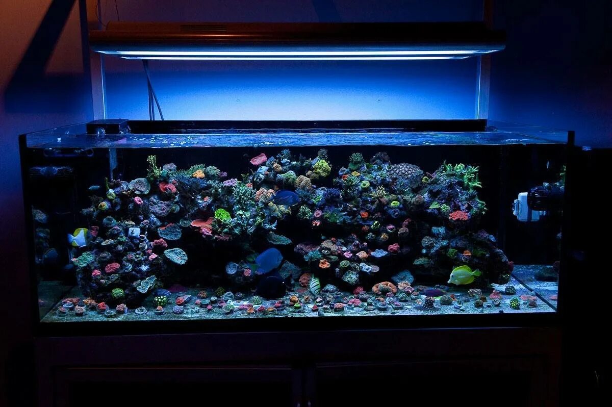 Какая вода нужна рыбкам. Аквариум для рыбок (led + Top filtr). Подсветка для аквариума. Аквариум с рыбками с подсветкой. Красивые аквариумы с растениями.