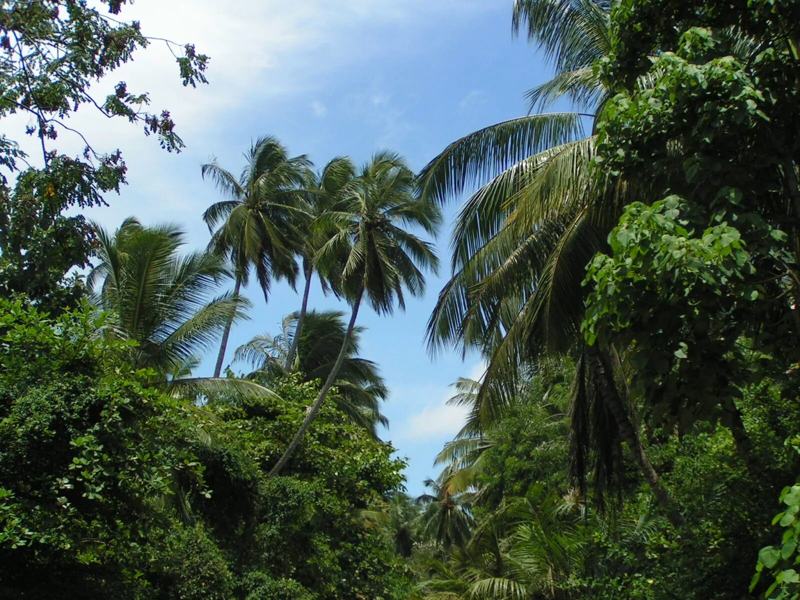 Коста Рика джунгли. Дарьен Панама. Национальный парк Дарьен. Шри Ланка джунгли.