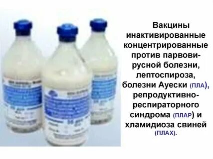 Инструкция вакцины против лептоспироза