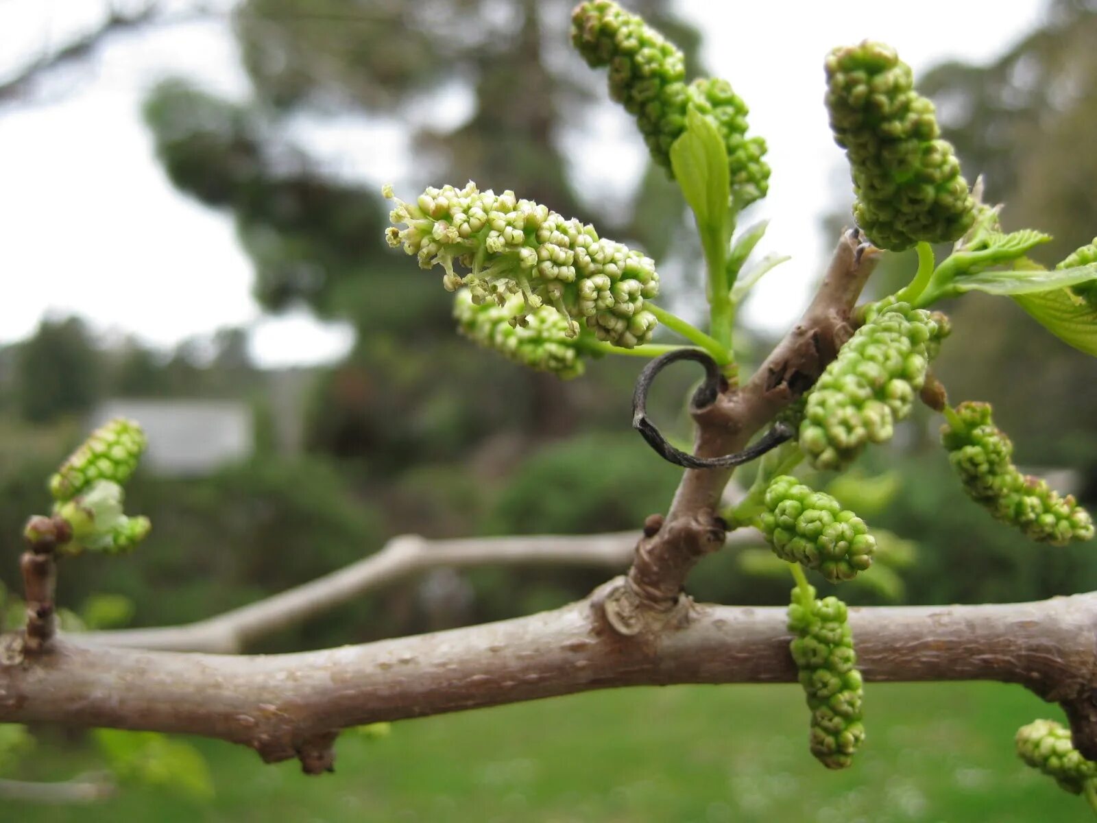 формировка кроны шелковицы. шелковица белая соцветие. шелковица белая. тутовник. шелковица желтая.