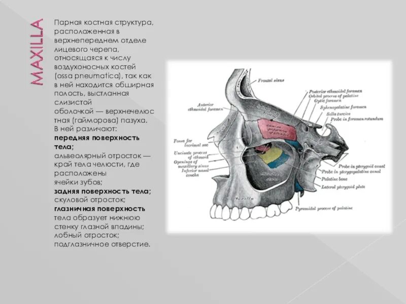 Воздухоносной костью является