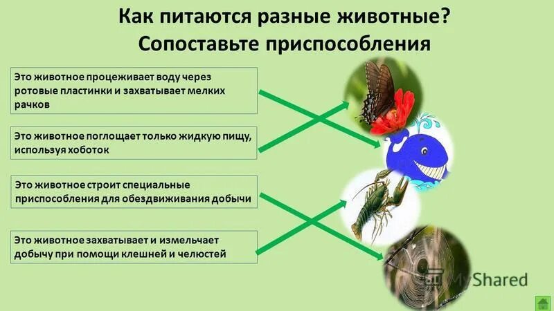 Как питается первый живой организм