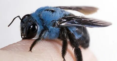 Blue bee