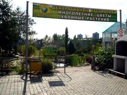 Подсолнух ульяновск