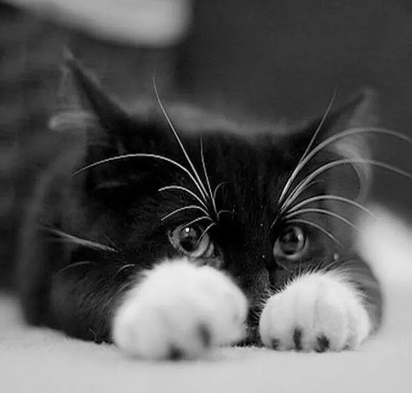 Скучать 20. Котенок черно-белый. Котик скучает. Черно белая кошечка. Котики чёрно белые.