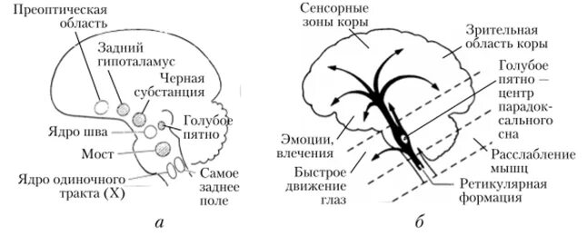 Центр сна в мозге. Регуляция сна и бодрствования. Центры сна и бодрствования. Центр бодрствования в головном мозге. Структуры мозга отвечающие за сон.