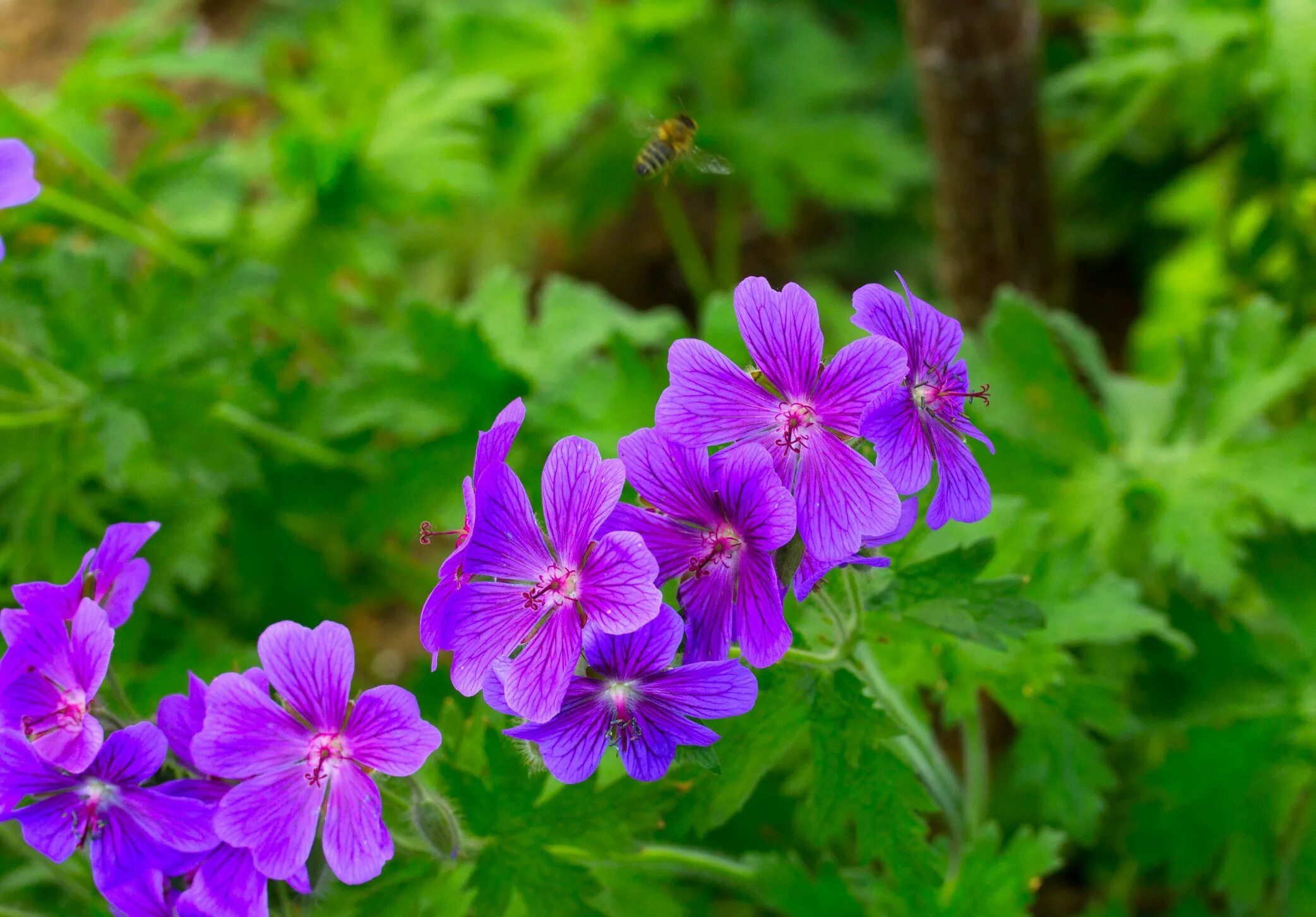 Герань луговая geranium pratense: найдено 90 картинок