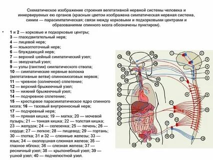 Ядра парасимпатической системы