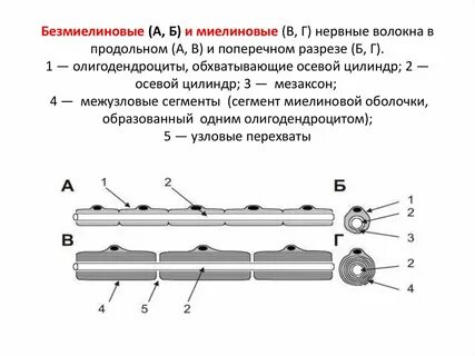 Нервное волокно это