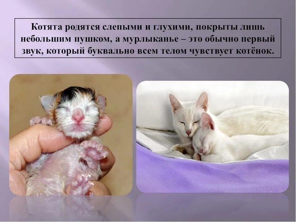 Котенок издает звуки. Кошка мурлычет. Почему коты мурчат. Кошачье мурлыканье причины. Как котики мурлыкают.