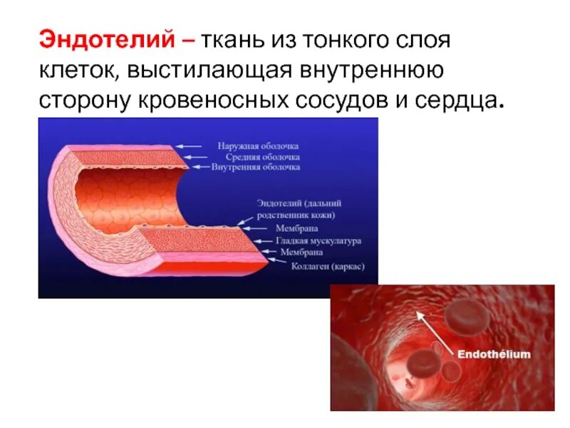 Внутренним слоем и поверхностью. Эндотелий. Функции эндотелия кровеносных сосудов. Строение эндотелия сосудов. Строение кровеносных сосудов эндотелий.