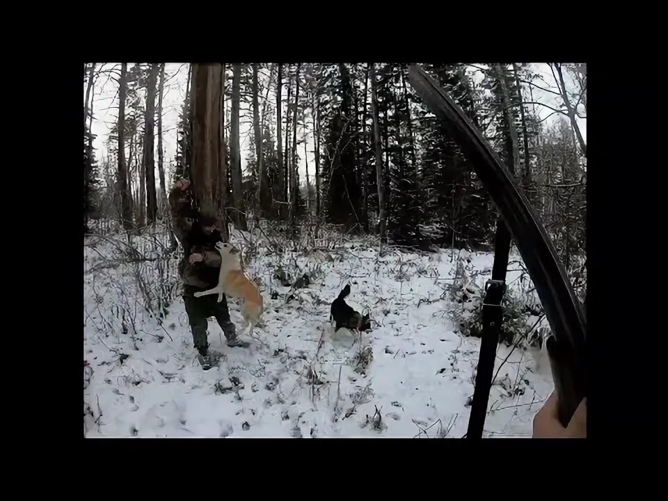 Охота на соболя в Сибири избушке. Охота с лайкой на соболя видео на Енисее. Канал Лесные.