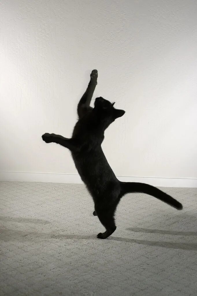 Черная кошка в прыжке. Черный кот прыгает. Черная кошка прыгает. Черный кот на дыбах.