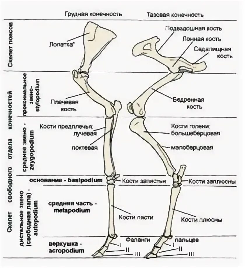 Строение передних конечностей КРС. Анатомия конечностей КРС суставы. Кости тазовой конечности коровы. Строение задней конечности КРС. Рассмотрите кости задних конечностей назовите их обратите