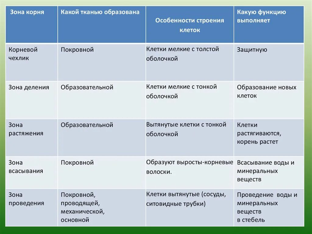 Зона корня корневой чехлик ткани. Зона проведения корня строение и функции. Зона деления корня строение и функции. Таблица корневой чехлик зона деления.