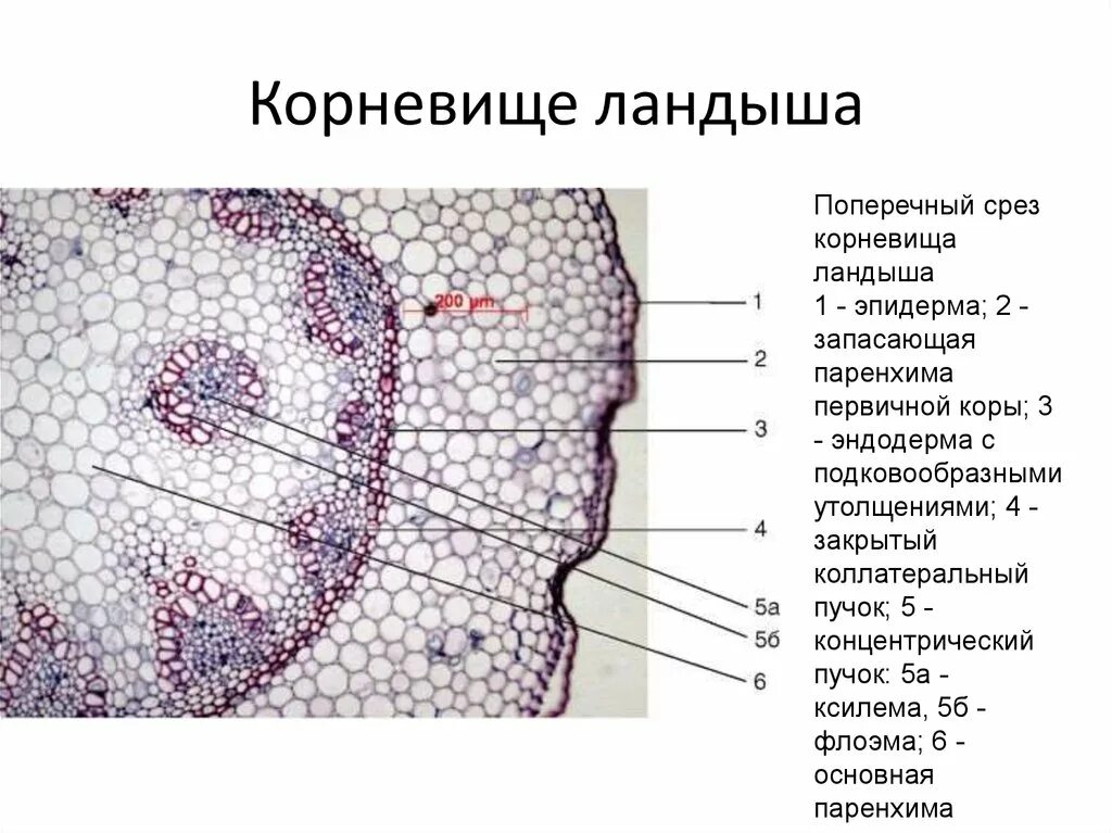 Какой микропрепарат изображен на рисунке. Поперечный срез корневища ландыша. Строение корня на поперечном срезе. Анатомическое строение корневища ландыша. Поперечный срез корня листа стебля.