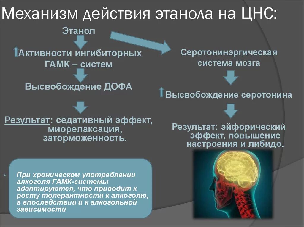 Механизм действия этилового спирта на ЦНС. Механизм действия этанола на ЦНС. Механизм действия этилового спирта.