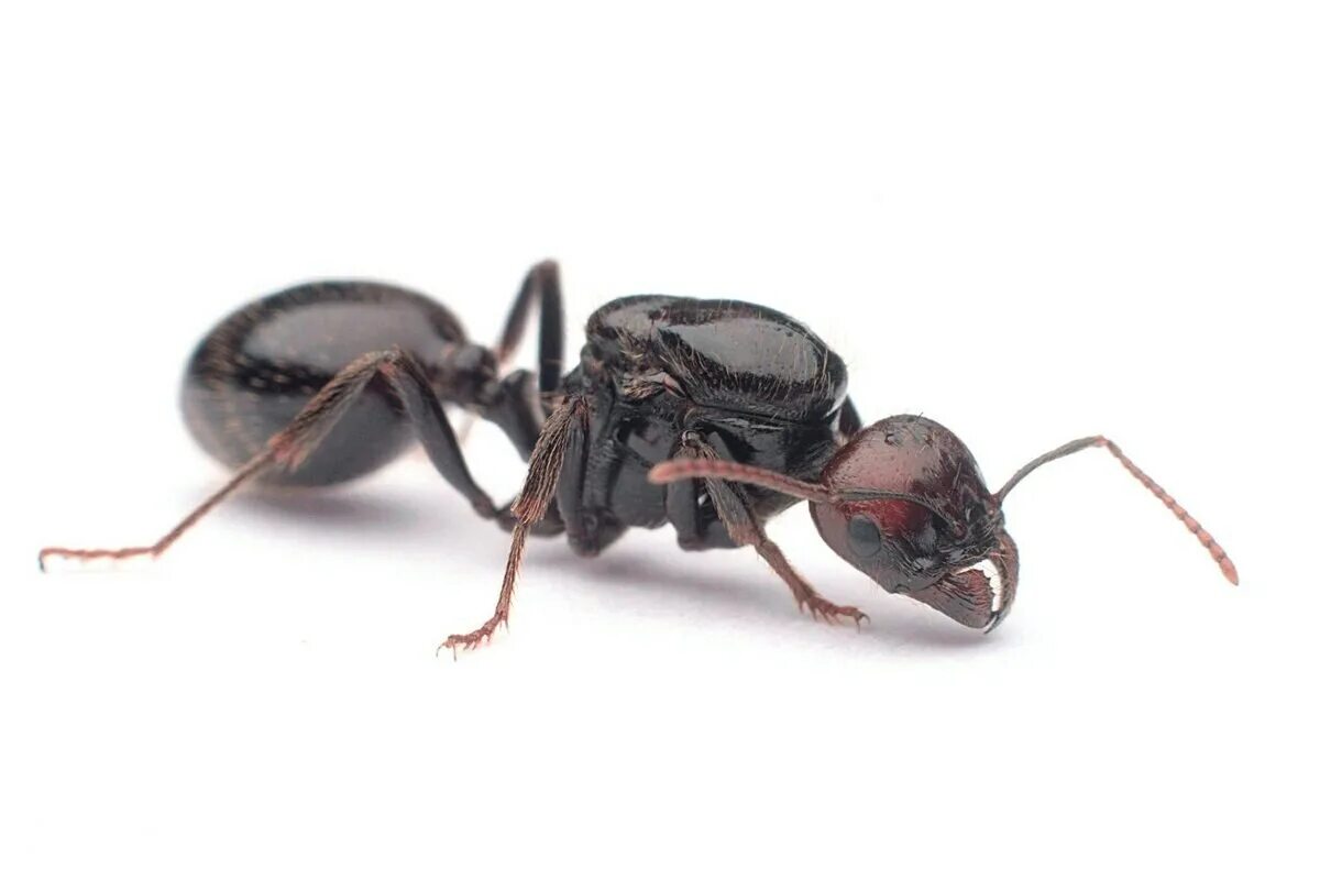 Живучий аудиокнига 4 муравье. Муравьи Messor structor. Messor Барбарус. Муравьи мессор Барбарус. Messor barbarus (красноголовый муравей-Жнец).
