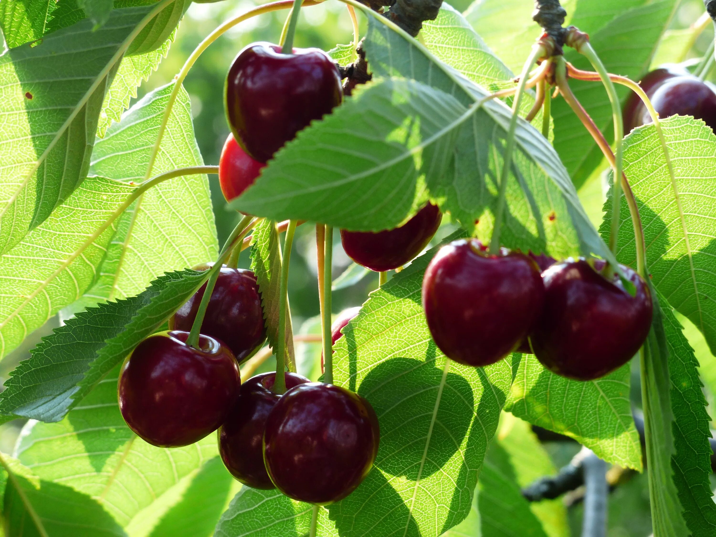 Вишня "десертная Морозовой" Prunus Cerasus. Черешня сорт Канадиан. Черешня сорт креолка.. Сорт черешни Барыня.