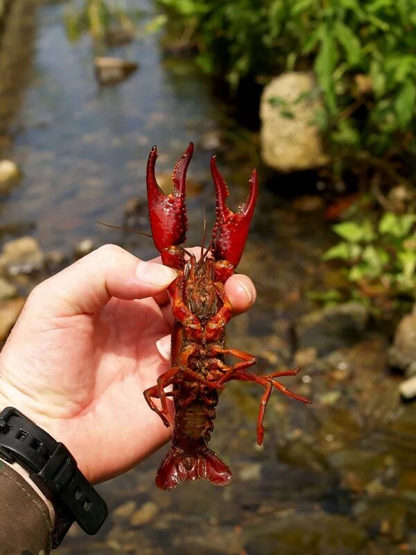 Парни раки какие. Procambarus clarkii. Красный Флоридский краб. Флоридский Омар. Рачки красного цвета.