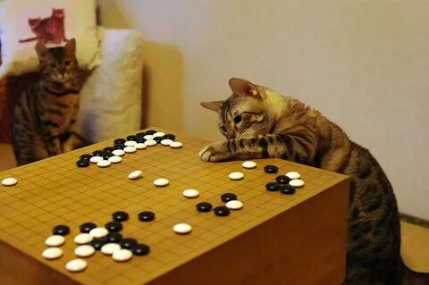 Кот играет в настольные игры