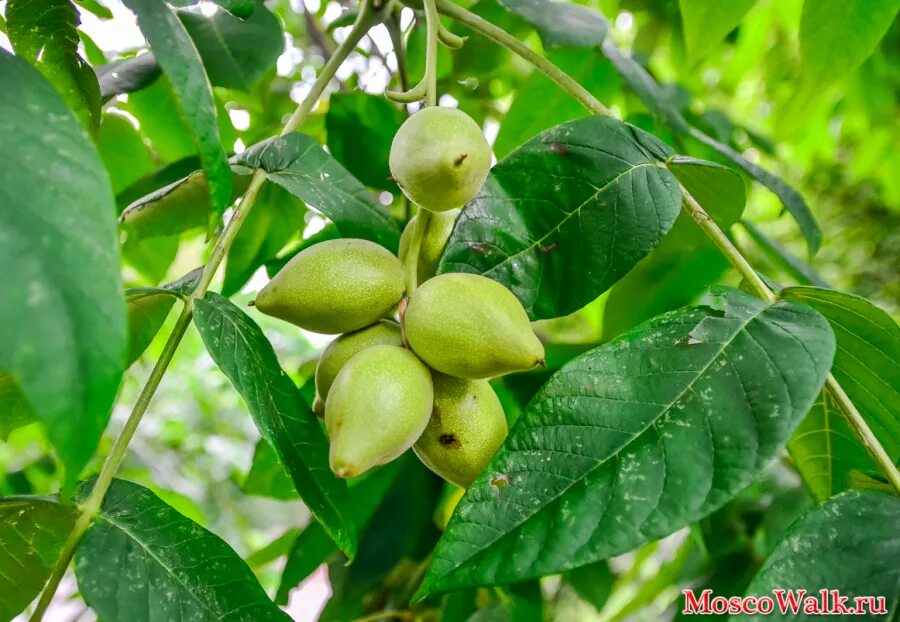 Плоды грецкого ореха на дереве зеленые. Грецкий орех дерево широколиственное. Дерево с зелеными плодами.