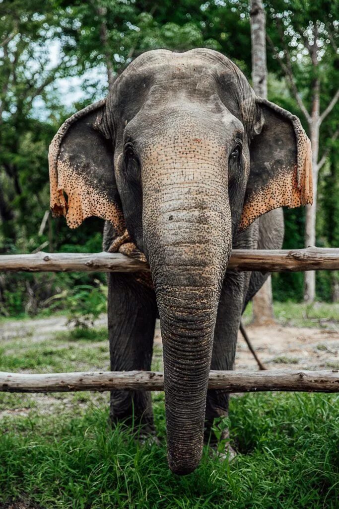 Elephant pet. Белый слон Тайланд. Азиатский слон азиатский слон. Тайланд слоны. Слоны в Тайланде в зоопарке.