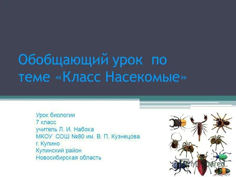 Насекомые урок 1 классе. Урок по теме насекомые 7 класс. Класс насекомые 7 класс биология. Класс насекомые урок в классе. Урок биологии 7 класс.