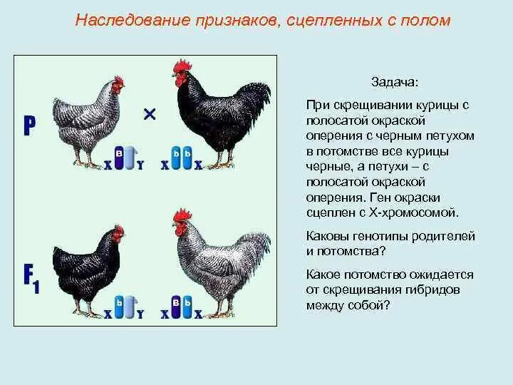 Наследование признаков сцепленных с полом. Наследование признаков сцепленных Сполом. Скрещивание сцепленное с полом. Наследование двух признаков сцепленных с полом.