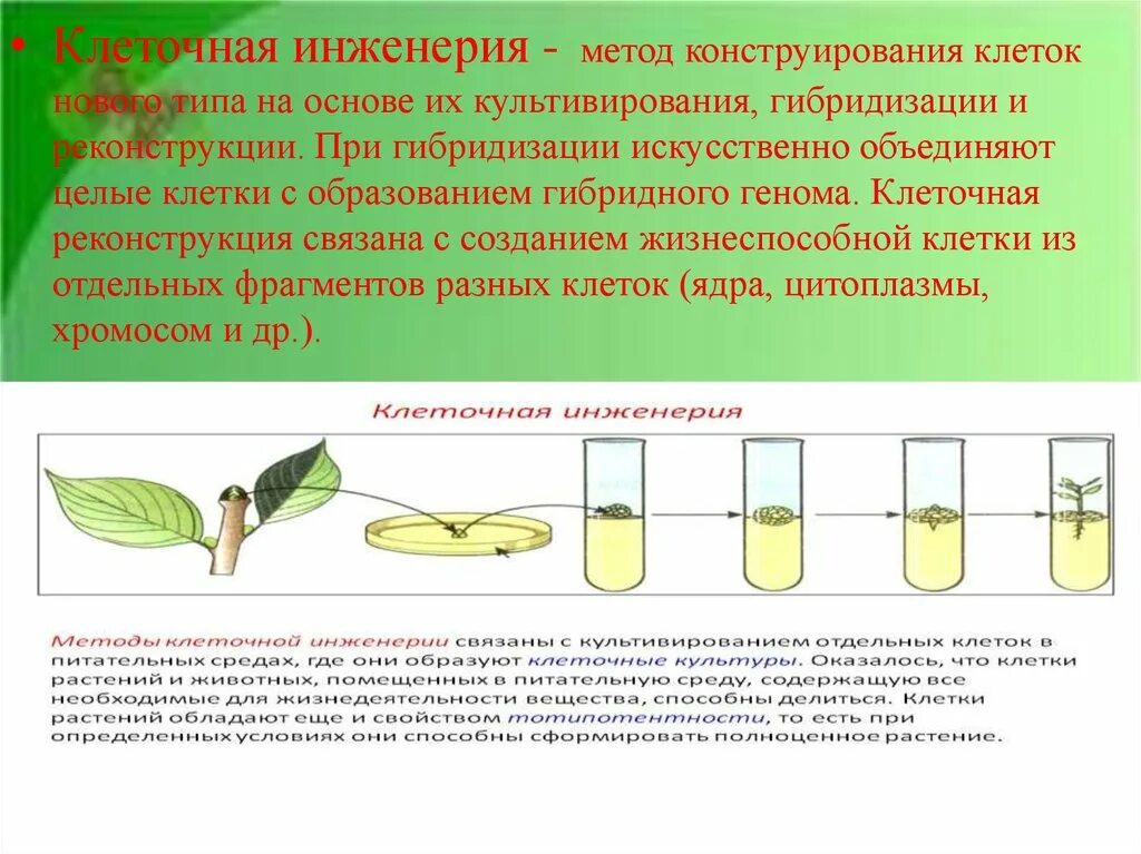 Суть метода гибридизации. Гибридизация клеточная инженерия. Гибридизация метод клеточной инженерии. Основы клеточной инженерии. Методика клеточной инженерии.