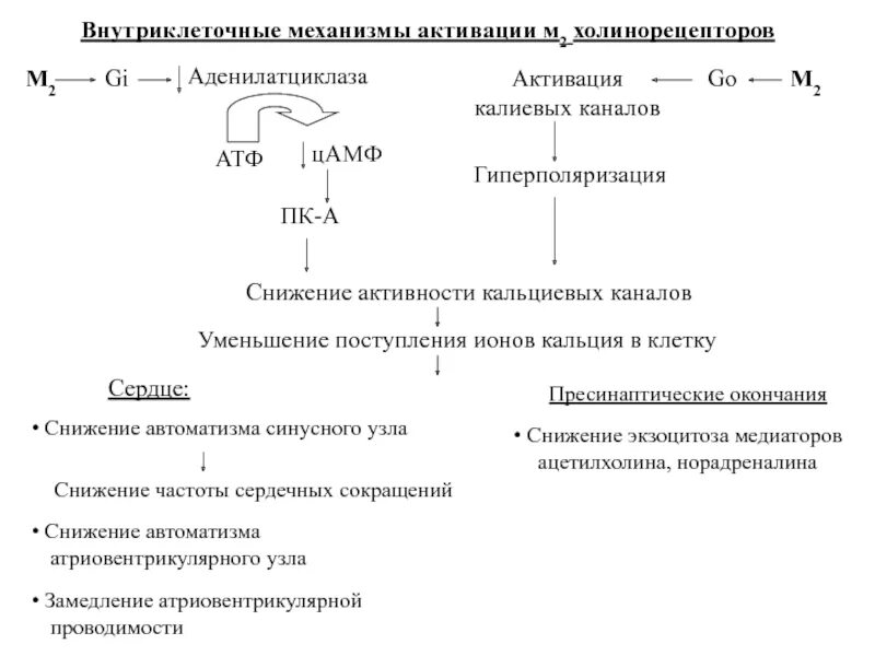 Аденилатциклазная система биохимия гормоны. Аденилатциклазная система передачи сигнала. Аденилатциклазная система биохимия гормоны. Аденилатциклаза цамф. Аденилатциклазный механизм гормонального действия.