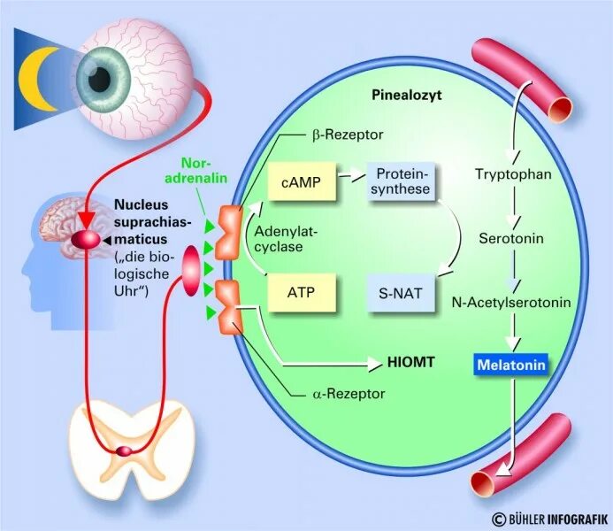 Синтез мелатонина. Мелатонин Синтез. Мелатонин Синтез из триптофана. Синтез мелатонина в организме. Метаболизм мелатонина.