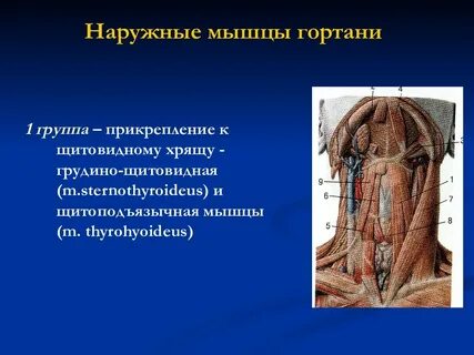 Грудино щитовидная мышца