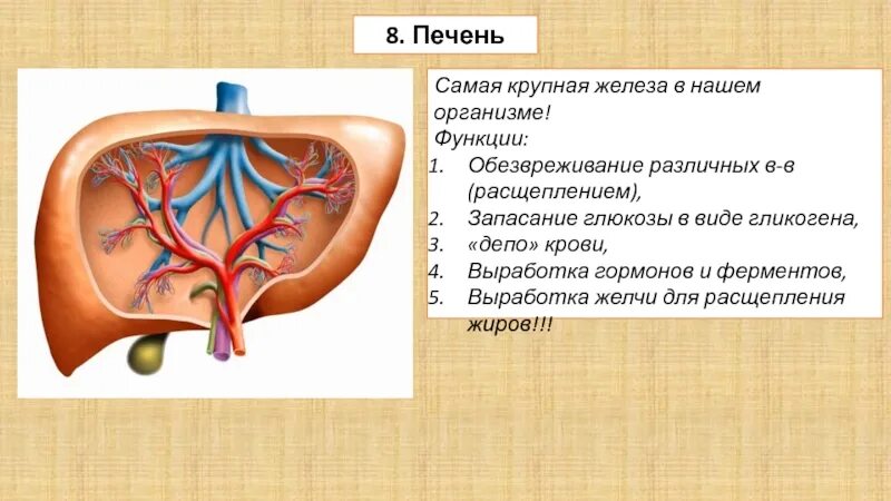 Печень депо крови. Функции печени в организме человека. Функцией печени не является. Барьерная функция печени. Барьерная роль печени в организме человека.