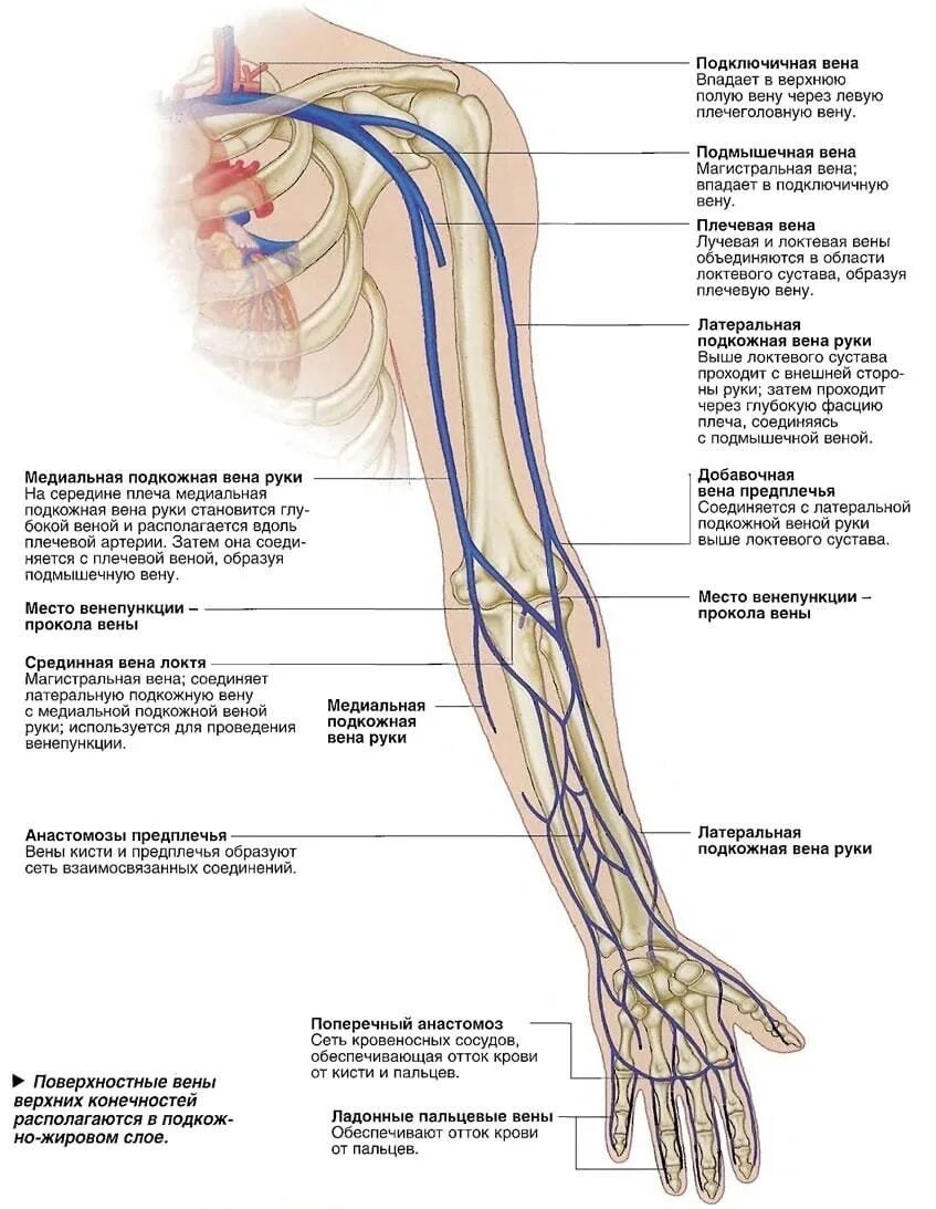 Внутренняя поверхность вены. Поверхностные вены верхней конечности (вид спереди). Анатомия вен верхних конечностей схема. Подкожные вены верхней конечности анатомия. Вены верхней конечности анатомия схема.