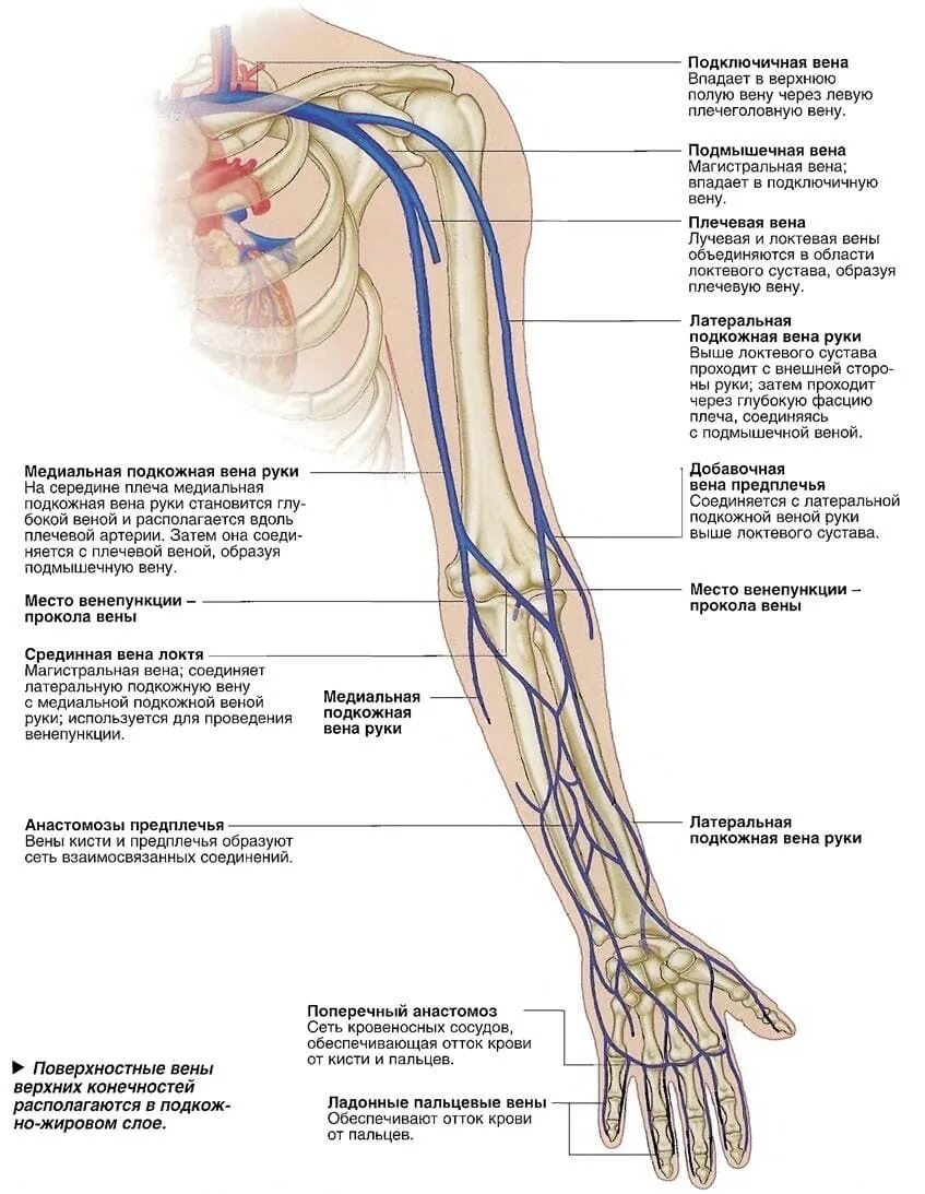 Поверхностные вены верхней конечности (вид спереди). Анатомия вен верхних конечностей схема. Подкожные вены верхней конечности анатомия. Вены верхней конечности анатомия схема. Лимфоузлы кисти