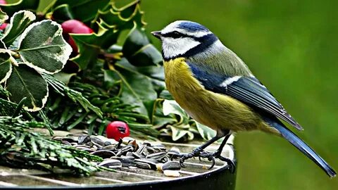 Қынапқа кірген тобырдың порно видеосы