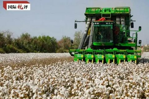 На поле 620 га работали хлопкоуборочные