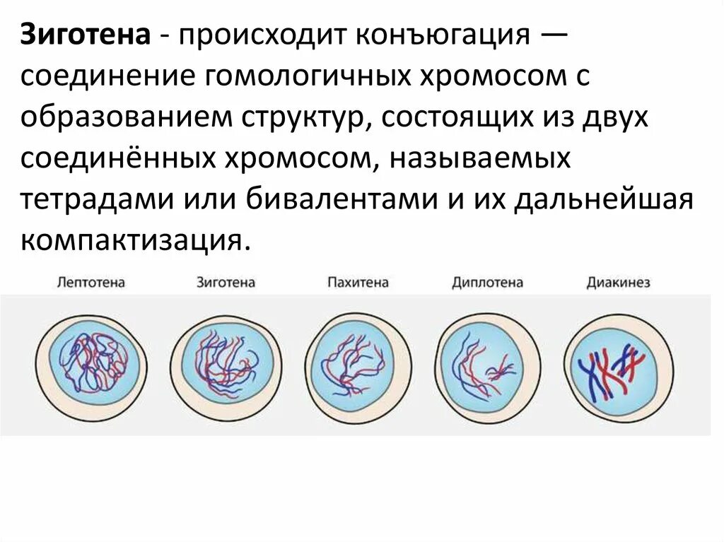 Профаза лептотена. Мейоз 1 лептотена зиготена пахитена. Профаза 1 лептотена. Мейоз лептотена зиготена пахитена диплотена диакинез таблица.