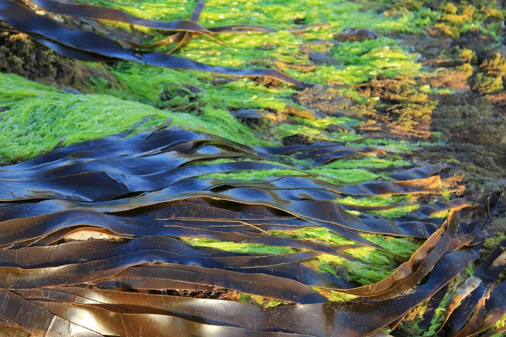 Водоросли природные. Морские водоросли ламинария. Синезеленные водоросли. Бурые водоросли ламинария. Водоросли келп ламинариевые.