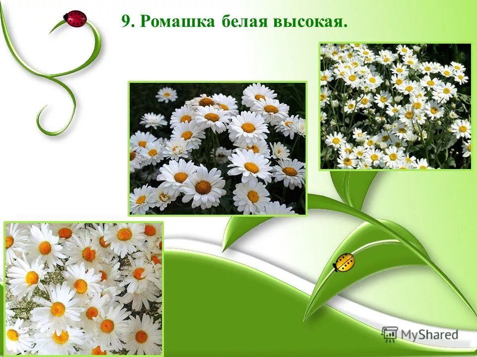 Ромашка 9. Слайд с ромашками. презентация белая ромашка. девять ромашек. белая ромашка для школы урока.