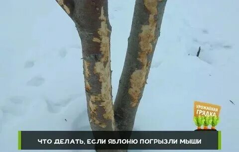 Мыши яблоню
