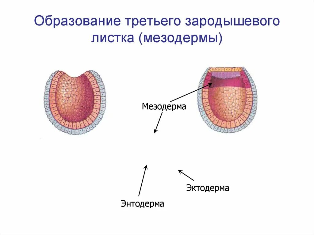 Pfhjlsitdst ktg5tcnrb 'rnjlthvf 'ynjlthvf vtpjlthvf. Эктодерма и энтодерма и мезодерма мезодерма. Энтодерма зародыша. Эктодерма мезодерма энтодерма зародыша.